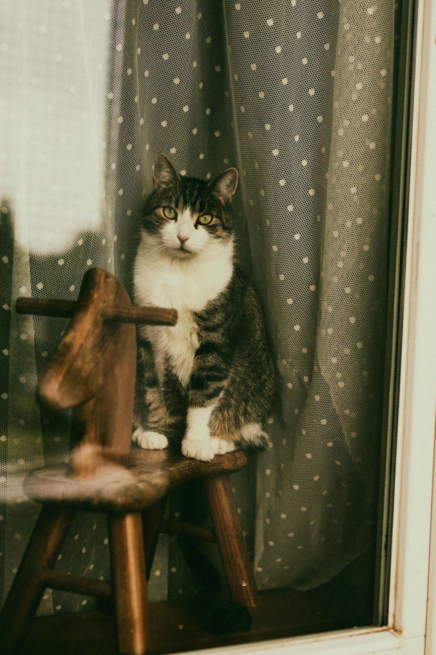 My Private Cats' Models!