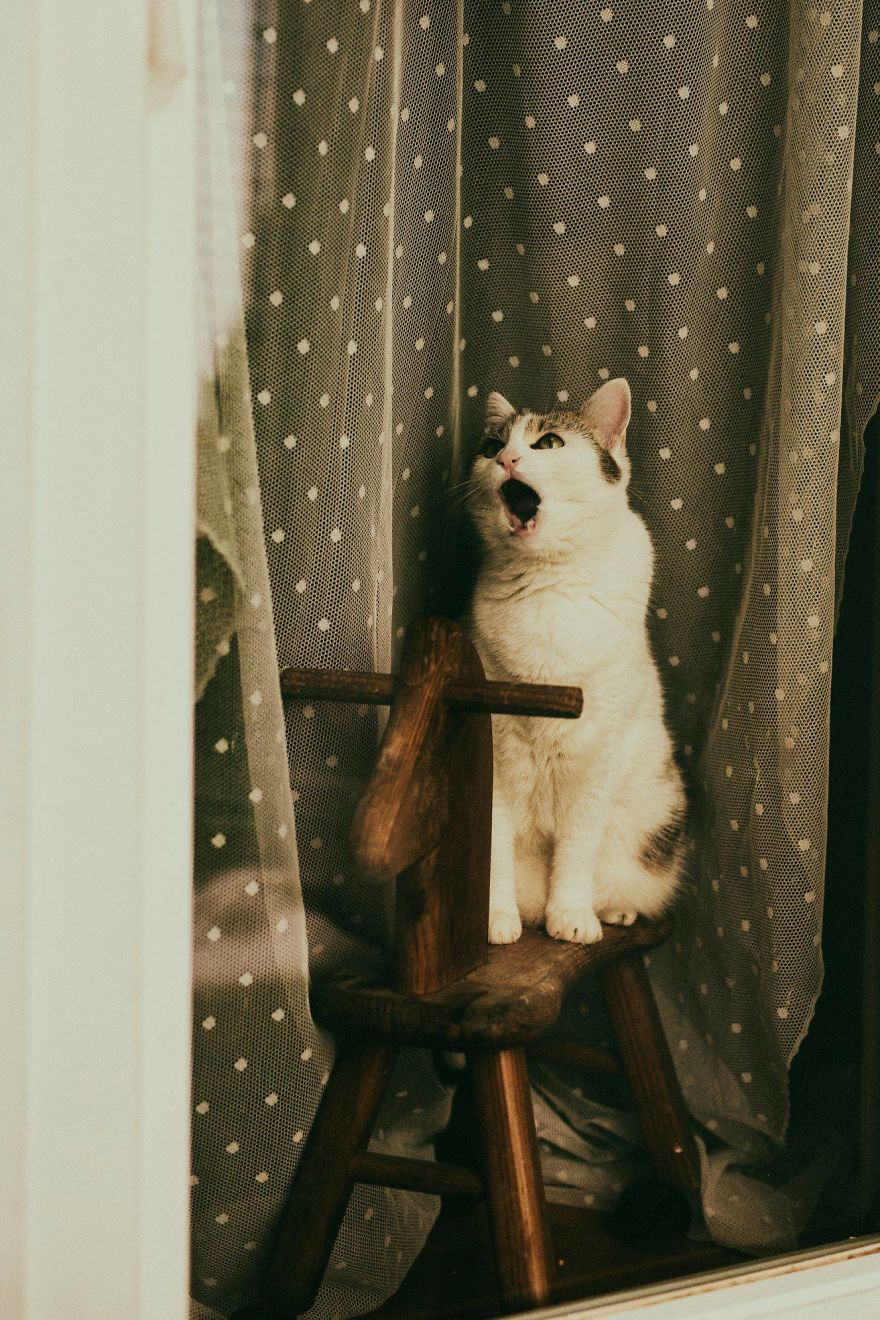 My Private Cats' Models!