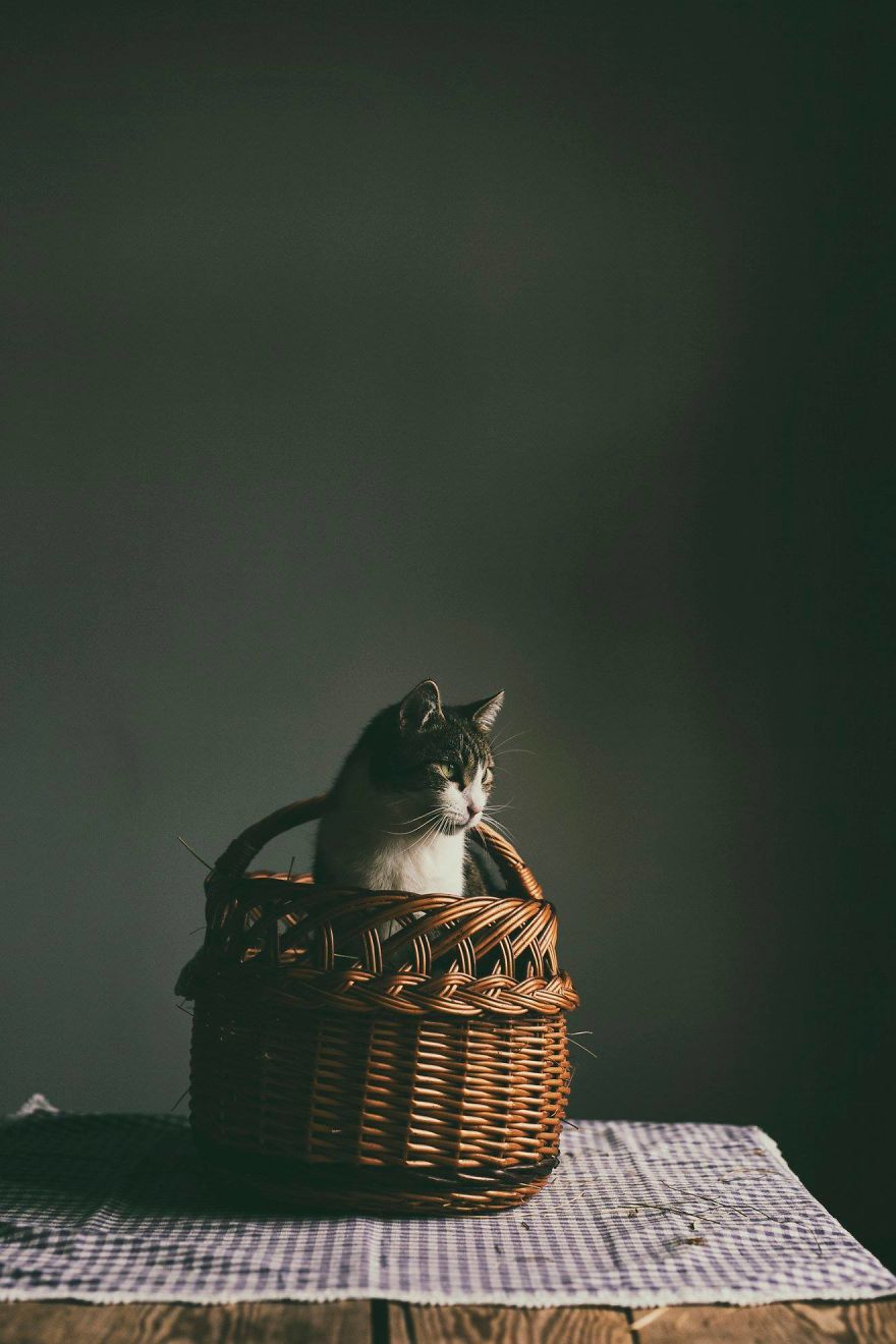 My Private Cats' Models!