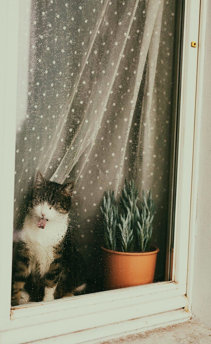 My Private Cats' Models!