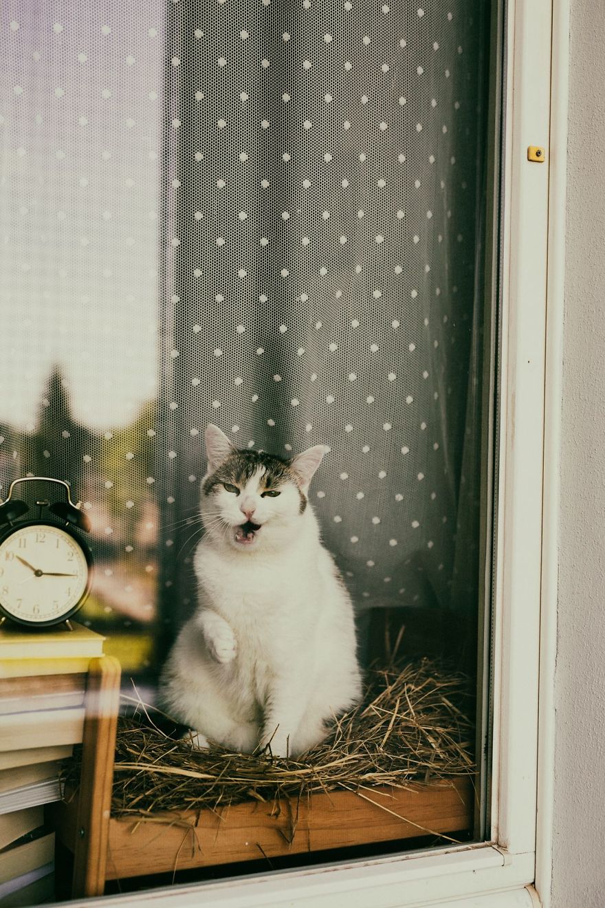 My Private Cats' Models!