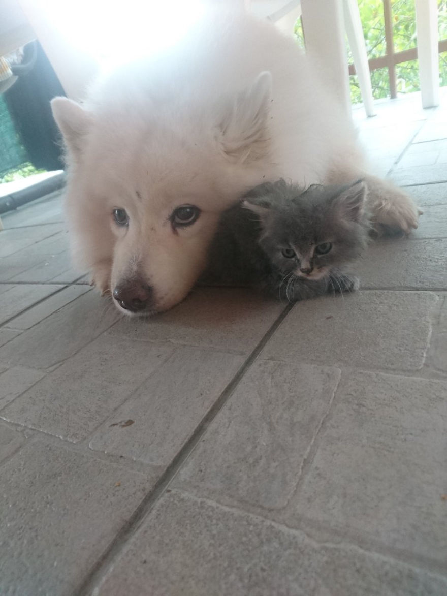 Rescued An Abandoned Kitten Left By The Road - My Dog Is A Big Fan So Far Rescued An Abandoned Kitten Left By The Road - My Dog Is A Big Fan So Far