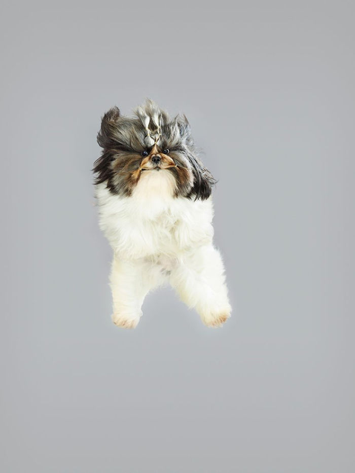 Photographer Makes Dogs Fly And The Result Is Pure Relaxation Between The Owners And The Animals
