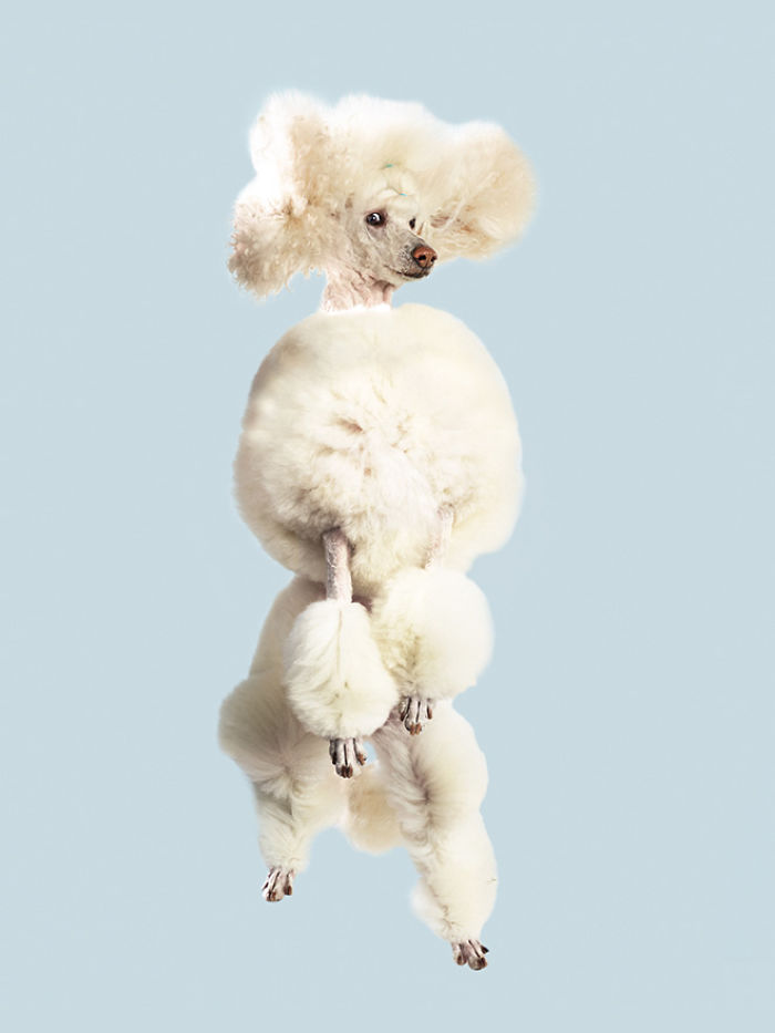 Photographer Makes Dogs Fly And The Result Is Pure Relaxation Between The Owners And The Animals