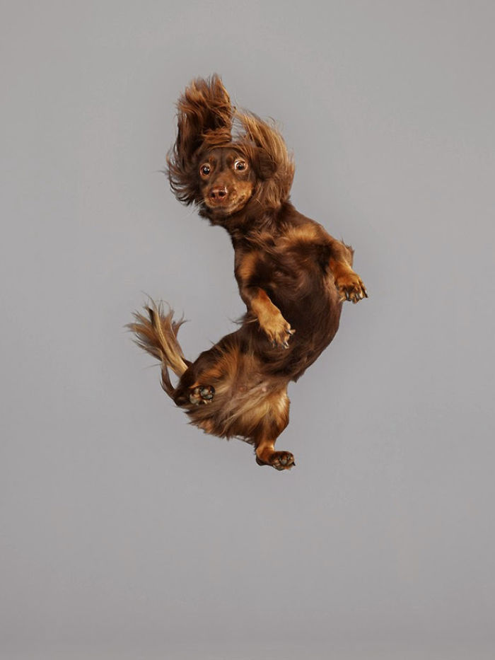 Photographer Makes Dogs Fly And The Result Is Pure Relaxation Between The Owners And The Animals