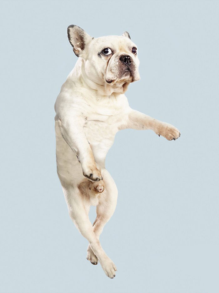 Photographer Makes Dogs Fly And The Result Is Pure Relaxation Between The Owners And The Animals
