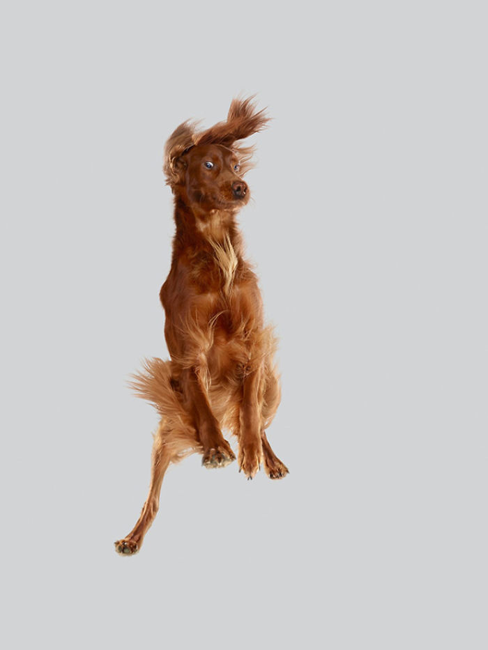 Photographer Makes Dogs Fly And The Result Is Pure Relaxation Between The Owners And The Animals