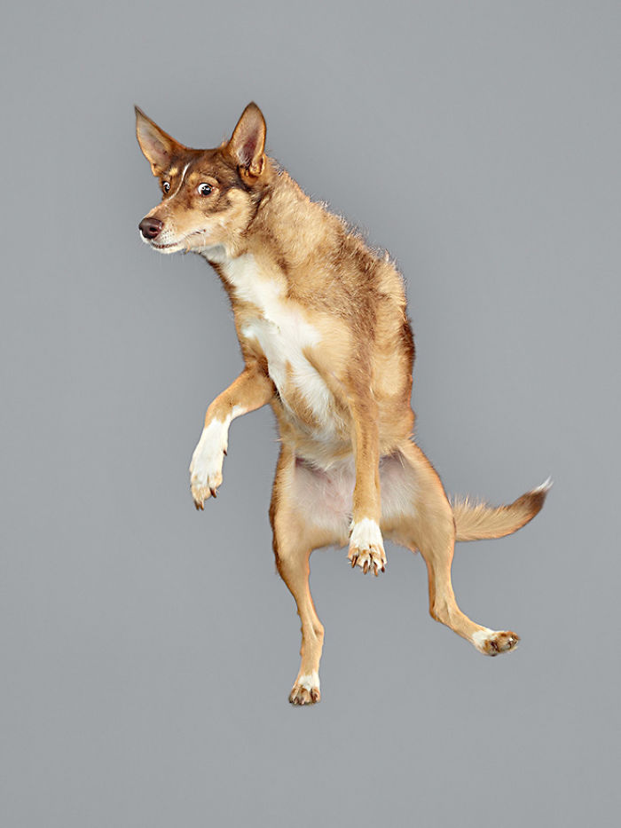 Photographer Makes Dogs Fly And The Result Is Pure Relaxation Between The Owners And The Animals