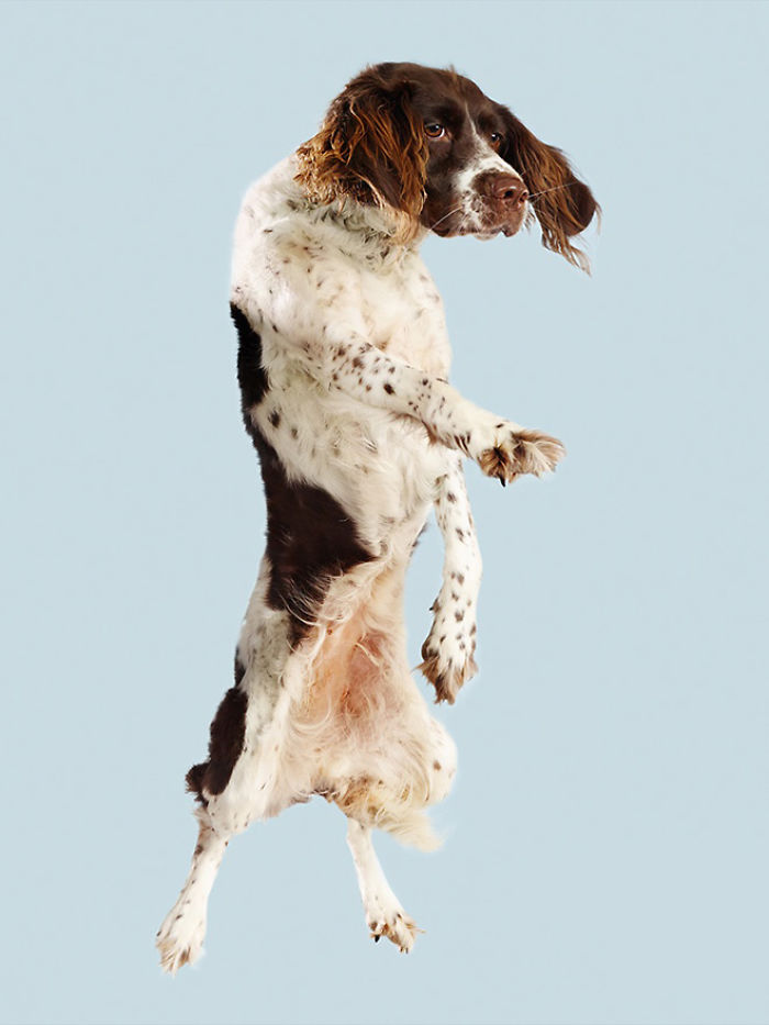 Photographer Makes Dogs Fly And The Result Is Pure Relaxation Between The Owners And The Animals