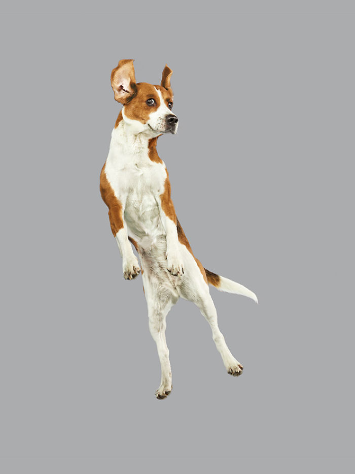 Photographer Makes Dogs Fly And The Result Is Pure Relaxation Between The Owners And The Animals