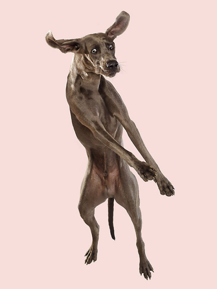 Photographer Makes Dogs Fly And The Result Is Pure Relaxation Between The Owners And The Animals