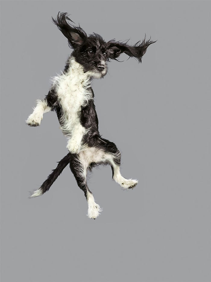 Photographer Makes Dogs Fly And The Result Is Pure Relaxation Between The Owners And The Animals