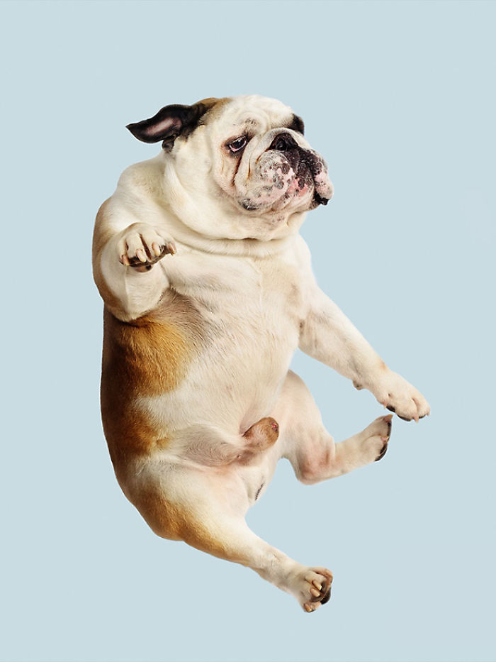 Photographer Makes Dogs Fly And The Result Is Pure Relaxation Between The Owners And The Animals