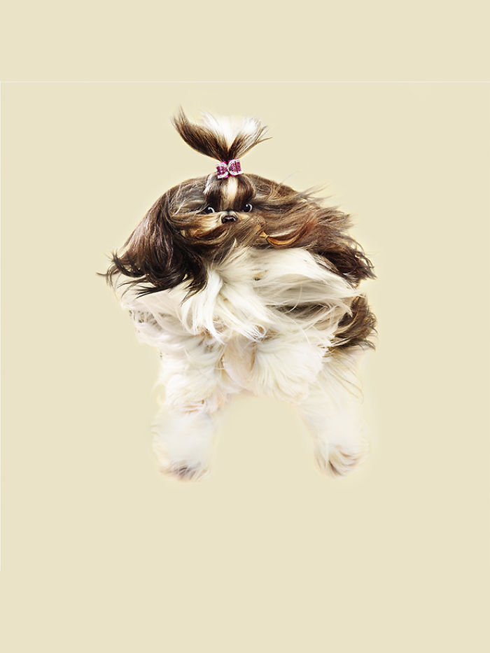 Photographer Makes Dogs Fly And The Result Is Pure Relaxation Between The Owners And The Animals