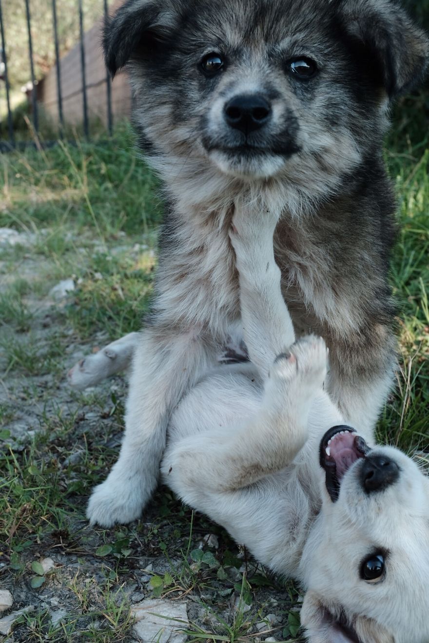 I Take Portraits Of Street Dogs And Here Is The Result