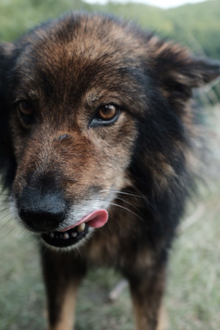 I Take Portraits Of Street Dogs And Here Is The Result