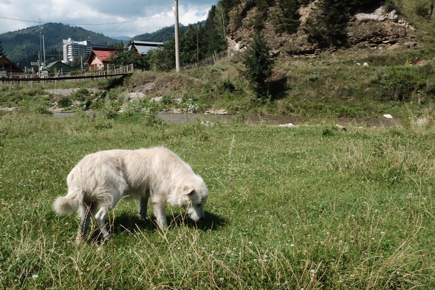 I Take Portraits Of Street Dogs And Here Is The Result