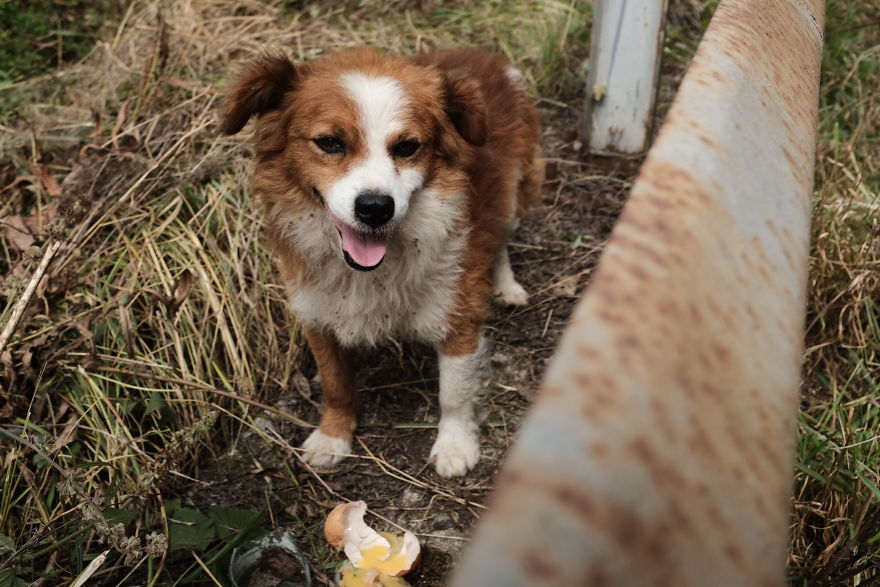 I Take Portraits Of Street Dogs And Here Is The Result