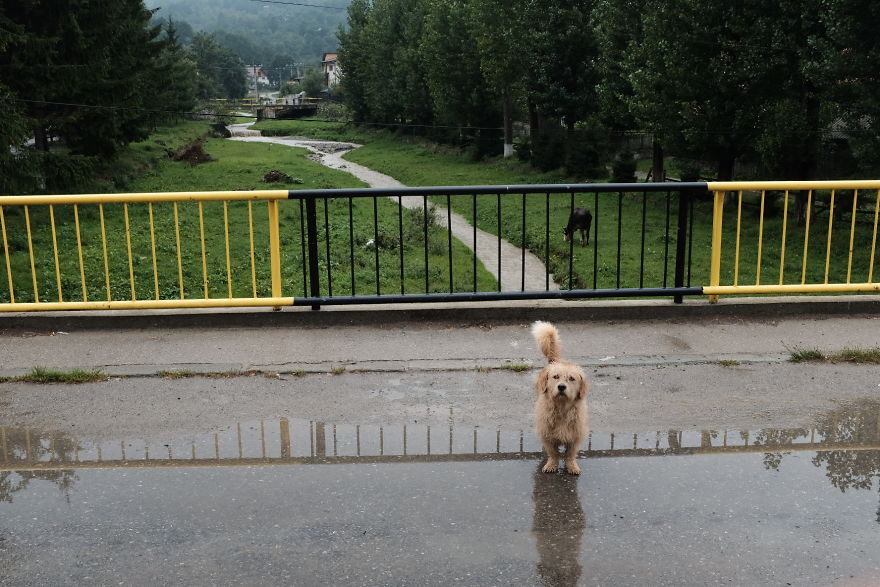 I Take Portraits Of Street Dogs And Here Is The Result
