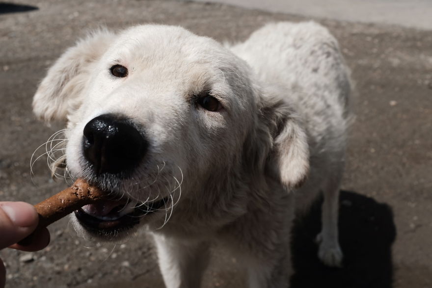 I Take Portraits Of Street Dogs And Here Is The Result