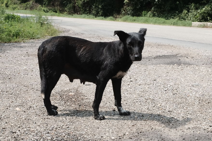 I Take Portraits Of Street Dogs And Here Is The Result