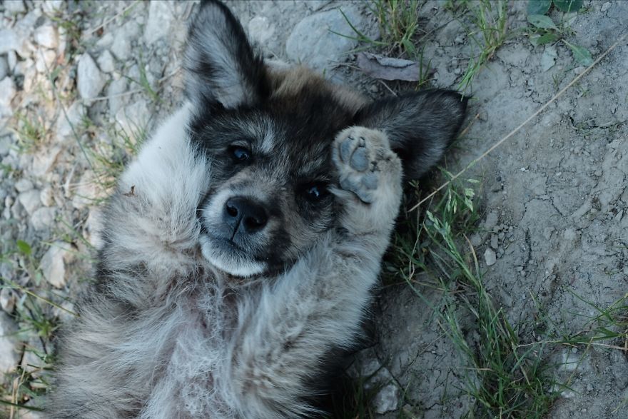 I Take Portraits Of Street Dogs And Here Is The Result