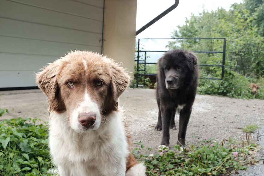 I Take Portraits Of Street Dogs And Here Is The Result