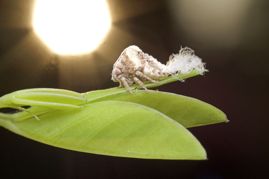 I Wake Up At The Crack Of Dawn To Photograph Insects And Spiders Waking Up With The Sunrise I Wake Up At The Crack Of Dawn To Photograph Insects And Spiders Waking Up With The Sunrise