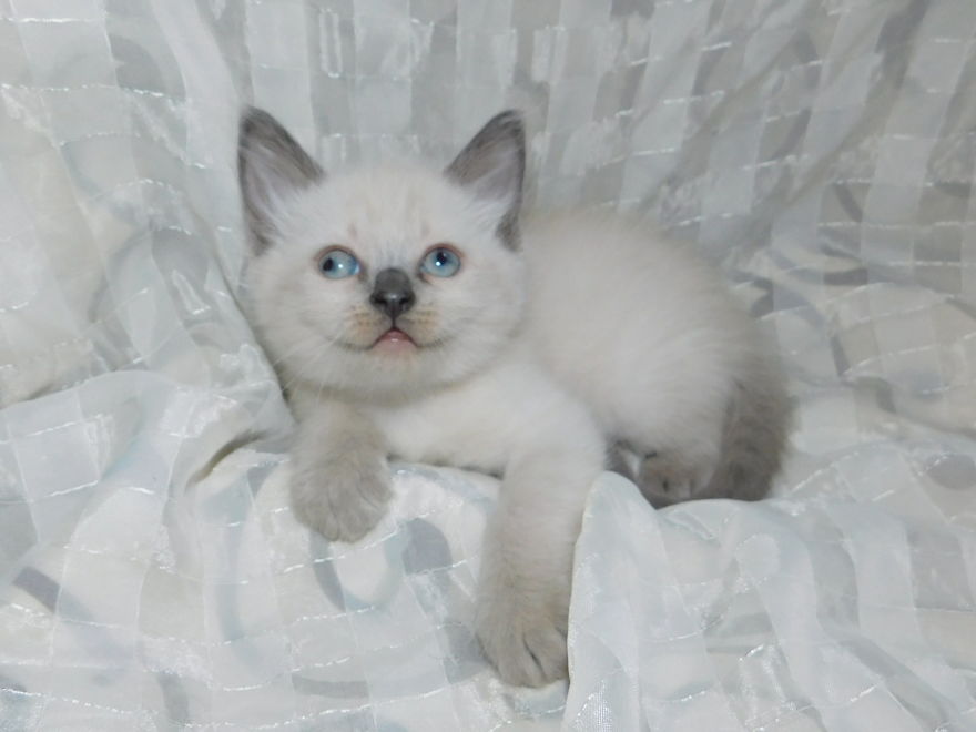 Hi. My Name Is "Googlee" The Googly Eyed Kitten