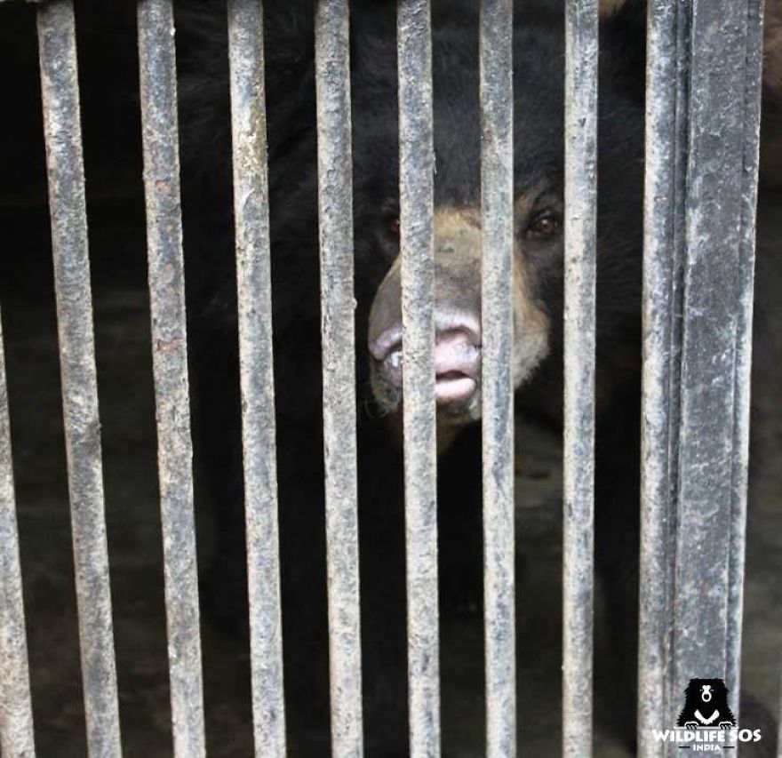 Ex-Dancing Bear Rangila's Journey To Freedom From Nepal To India!