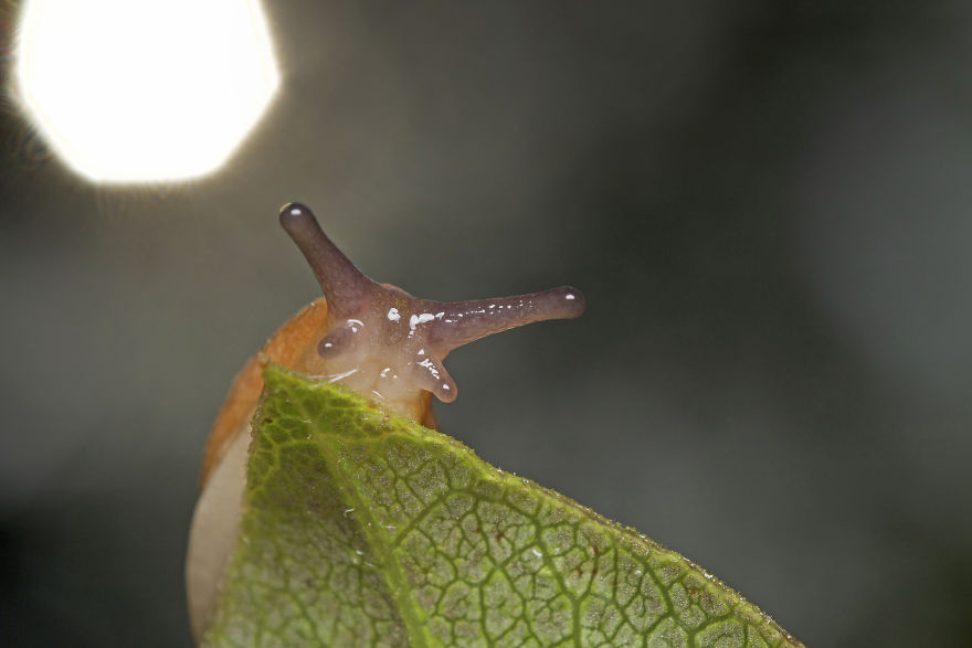 I Wake Up At The Crack Of Dawn To Photograph Insects And Spiders Waking Up With The Sunrise