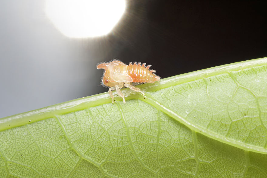 I Wake Up At The Crack Of Dawn To Photograph Insects And Spiders Waking Up With The Sunrise