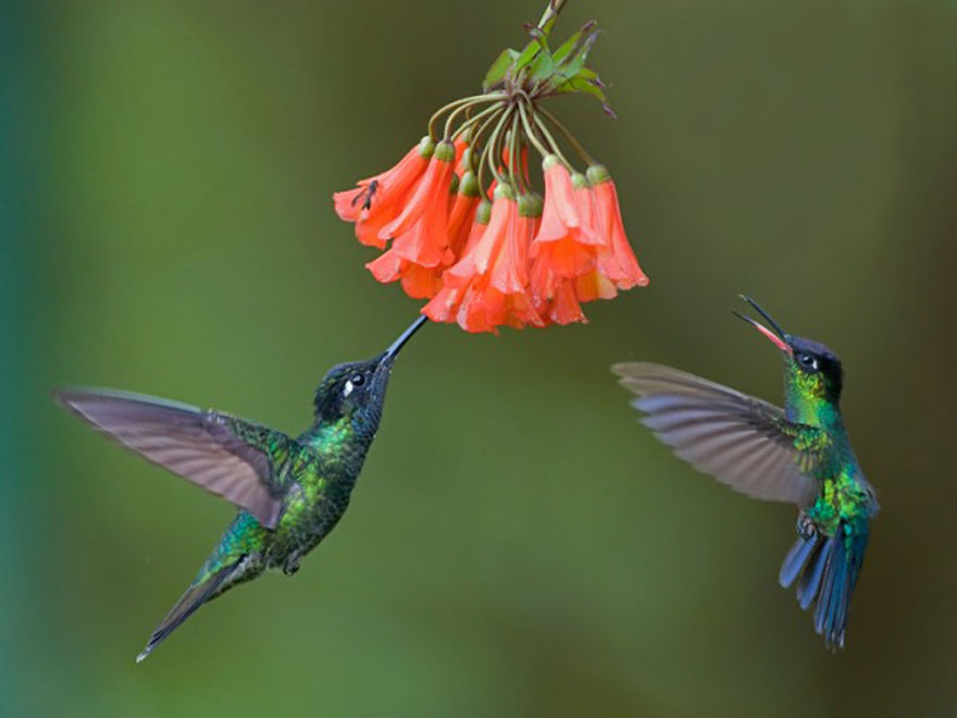 19 Things To Know About Hummingbirds 19 Things To Know About Hummingbirds