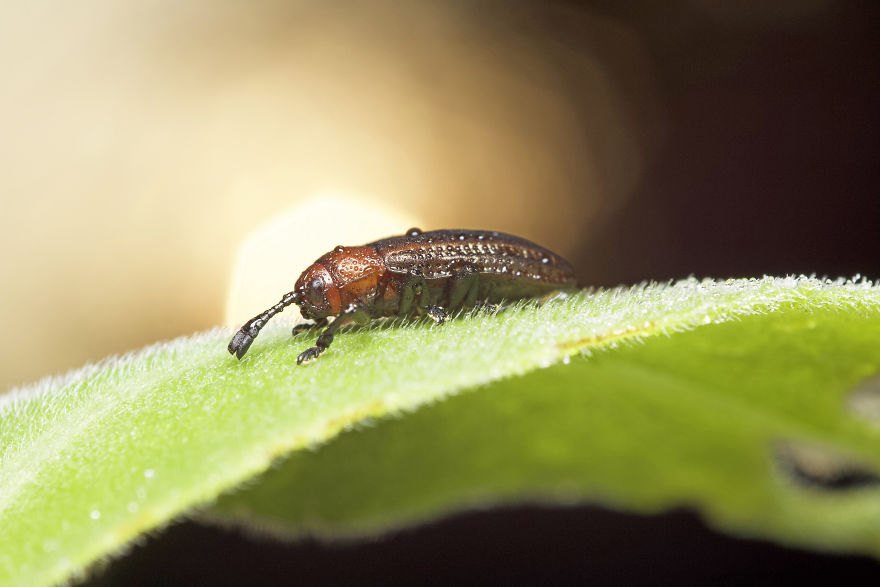 I Wake Up At The Crack Of Dawn To Photograph Insects And Spiders Waking Up With The Sunrise I Wake Up At The Crack Of Dawn To Photograph Insects And Spiders Waking Up With The Sunrise