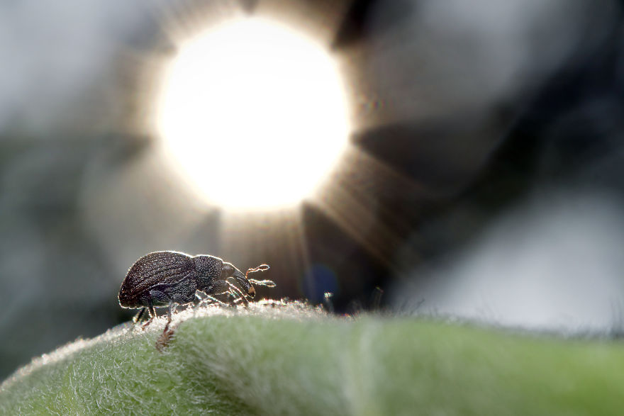 I Wake Up At The Crack Of Dawn To Photograph Insects And Spiders Waking Up With The Sunrise