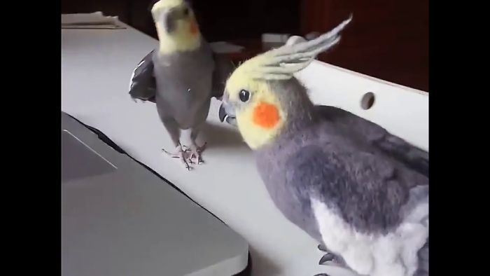 Real Cockatiel Sings For His Handmade Copy From Wool!