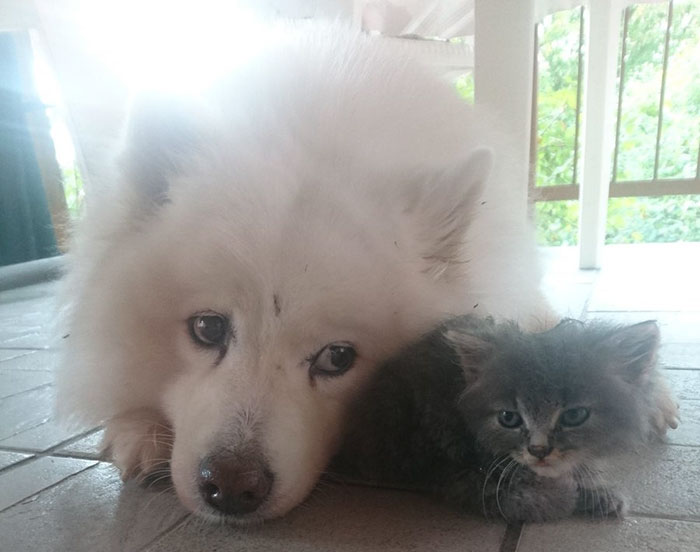 Rescued An Abandoned Kitten Left By The Road – My Dog Is A Big Fan So Far