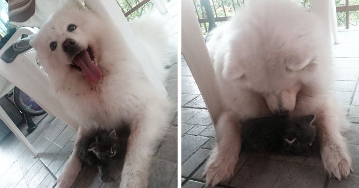 Rescued An Abandoned Kitten Left By The Road – My Dog Is A Big Fan So Far