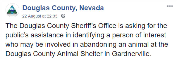 Someone Dumped A Cat At A Shelter Overnight In A Terrible Condition, But After Shaving Its Fur They Saw A True Beauty