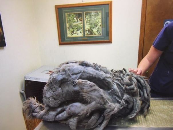 Someone Dumped A Cat At A Shelter Overnight In A Terrible Condition, But After Shaving Its Fur They Saw A True Beauty Someone Dumped A Cat At A Shelter Overnight In A Terrible Condition, But After Shaving Its Fur They Saw A True Beauty