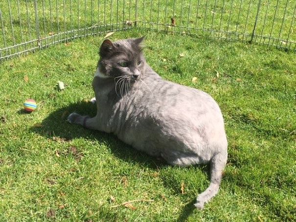 Someone Dumped A Cat At A Shelter Overnight In A Terrible Condition, But After Shaving Its Fur They Saw A True Beauty Someone Dumped A Cat At A Shelter Overnight In A Terrible Condition, But After Shaving Its Fur They Saw A True Beauty