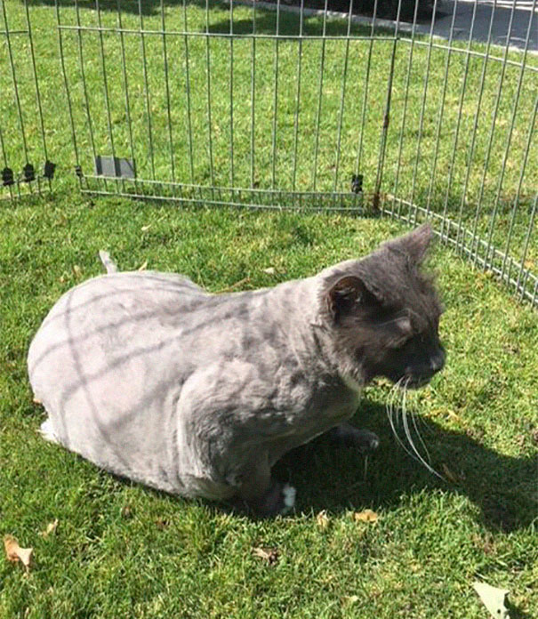 Someone Dumped A Cat At A Shelter Overnight In A Terrible Condition, But After Shaving Its Fur They Saw A True Beauty Someone Dumped A Cat At A Shelter Overnight In A Terrible Condition, But After Shaving Its Fur They Saw A True Beauty