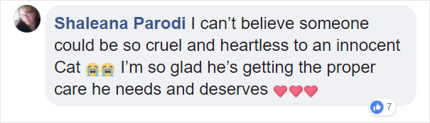 Someone Dumped A Cat At A Shelter Overnight In A Terrible Condition, But After Shaving Its Fur They Saw A True Beauty