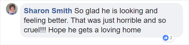 Someone Dumped A Cat At A Shelter Overnight In A Terrible Condition, But After Shaving Its Fur They Saw A True Beauty