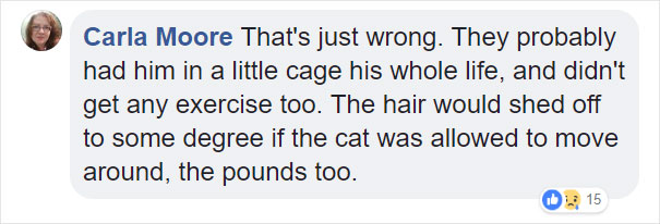 Someone Dumped A Cat At A Shelter Overnight In A Terrible Condition, But After Shaving Its Fur They Saw A True Beauty