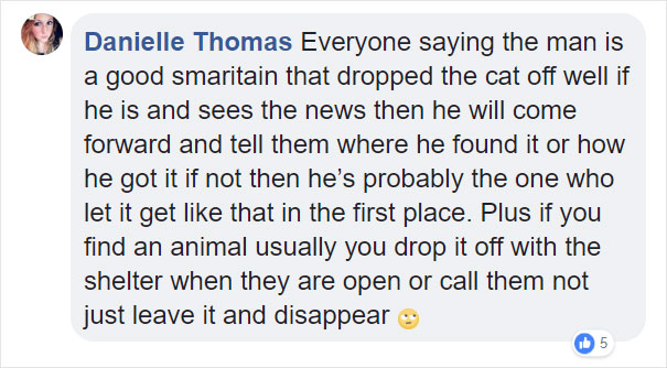 Someone Dumped A Cat At A Shelter Overnight In A Terrible Condition, But After Shaving Its Fur They Saw A True Beauty