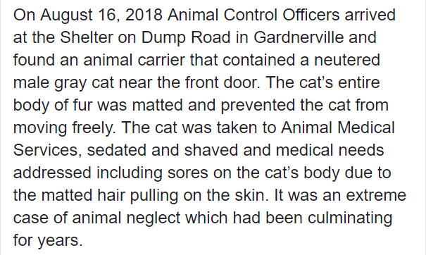 Someone Dumped A Cat At A Shelter Overnight In A Terrible Condition, But After Shaving Its Fur They Saw A True Beauty