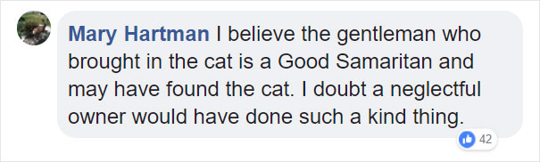 Someone Dumped A Cat At A Shelter Overnight In A Terrible Condition, But After Shaving Its Fur They Saw A True Beauty Someone Dumped A Cat At A Shelter Overnight In A Terrible Condition, But After Shaving Its Fur They Saw A True Beauty