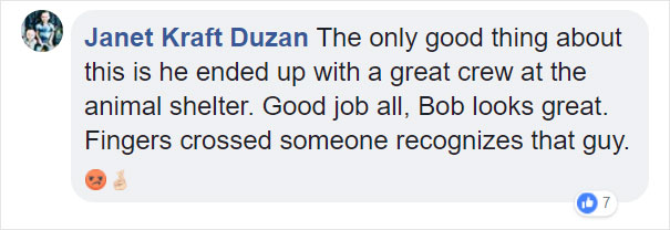 Someone Dumped A Cat At A Shelter Overnight In A Terrible Condition, But After Shaving Its Fur They Saw A True Beauty Someone Dumped A Cat At A Shelter Overnight In A Terrible Condition, But After Shaving Its Fur They Saw A True Beauty