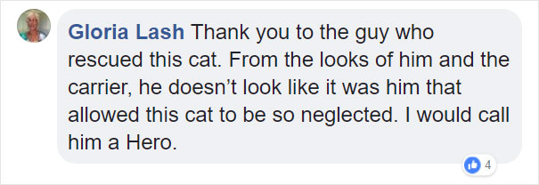 Someone Dumped A Cat At A Shelter Overnight In A Terrible Condition, But After Shaving Its Fur They Saw A True Beauty